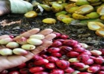 Biji Pala Asal Sulawesi Tenggara Akhirnya Go Internasional