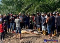 Seorang Kakek di Rokan Hilir Dimangsa Buaya Saat Memancing, Kepala Korban Ditemukan di Perut Buaya