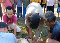 Semarak Penyembelihan Hewan Qurban Di Masjid Abu Bakar Assidiq Kauman Gemolong