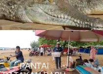 Viral Penampakan Buaya Di Pantai Batakan Baru Kalimantan Selatan. 