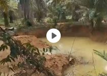 Ditemukan Tambang Emas Tanpa Izin PETI  Didalam Lokasi PT.SSJ Didesa Kandangan Lama Kec Panyipatan Kab tanah Laut Kalsel